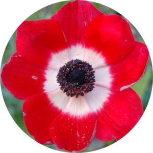 Anemone